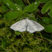 Common White Wave (Cabera pusaria)