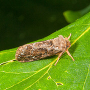 Bregneroteter (Korscheltellus fusconebulosa)