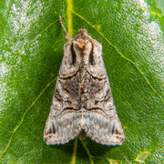 The Spectacle (Abrostola tripartita)