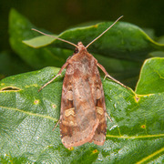 Rødfrynset teglfly (Diarsia brunnea)