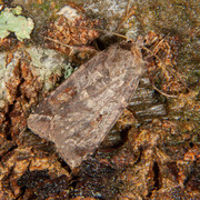 Purple Clay (Diarsia brunnea)
