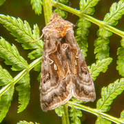 Beautiful Golden Y (Autographa pulchrina)