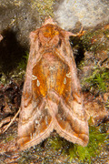 Plain Golden Y (Autographa jota)