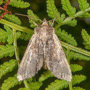 Kileengfly (Apamea crenata)