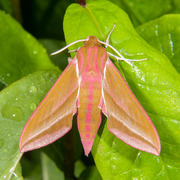 Elephant Hawk-moth (Deilephila elpenor)