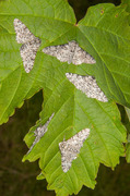 Bjørkelurvemåler (Biston betularia)