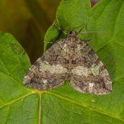 July Highflyer (Hydriomena furcata)