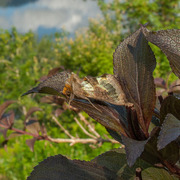 Burnished Brass (Diachrysia chrysitis)