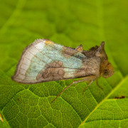 Mindre båndmetallfly (Diachrysia stenochrysis)