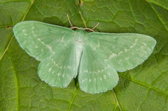 Large Emerald (Geometra papilionaria)