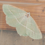 Light Emerald (Campaea margaritaria)