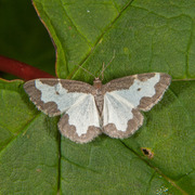 Randmåler (Lomaspilis marginata)