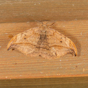 Dusky Hook-tip (Drepana curvatula)