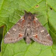 Iron Prominent (Notodonta dromedarius)