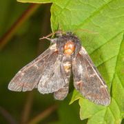 Iron Prominent (Notodonta dromedarius)