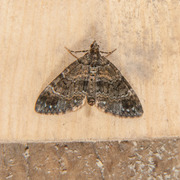 Barred Carpet (Martania taeniata)