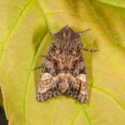 Lyktebærerfly (Euplexia lucipara)