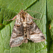 The Spectacle (Abrostola tripartita)