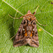 Beautiful Golden Y (Autographa pulchrina)