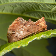 Coxcomb Prominent (Ptilodon capucina)