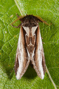 Bjørketannspinner (Pheosia gnoma)