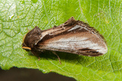 Bjørketannspinner (Pheosia gnoma)