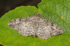 Skogbarkmåler (Alcis repandata)