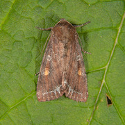 Bright-line Brown-eye (Lacanobia oleracea)