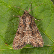 Slåttengfly (Apamea remissa)