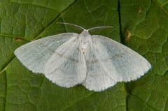 Common White Wave (Cabera pusaria)