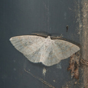 Common White Wave (Cabera pusaria)