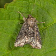 Marbled Minor (Oligia strigilis)