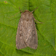 Double Dart (Graphiphora augur)
