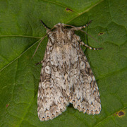 Grey Arches (Polia nebulosa)