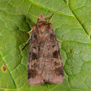 Rødfrynset teglfly (Diarsia brunnea)