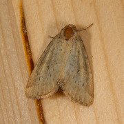 Small Dotted Buff (Photedes minima)