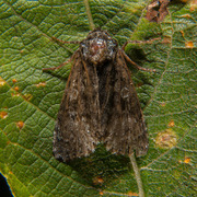 The Coronet (Craniophora ligustri)