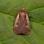 Flame Shoulder (Ochropleura plecta)