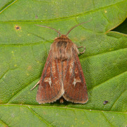 Gressmarkfly (Cerapteryx graminis)