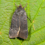 Lesser Yellow Underwing (Noctua comes)