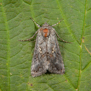 Skogmetallfly (Syngrapha interrogationis)