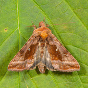 Rødbrunt metallfly (Autographa jota)