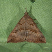 Snout (Hypena proboscidalis)