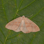 Barred Red (Hylaea fasciaria)
