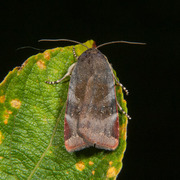 Lesser Broad-bordered Yellow (Noctua janthe)