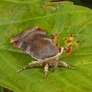 Lesser Broad-bordered Yellow (Noctua janthe)