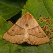 Bølgemåler (Crocallis elinguaria)