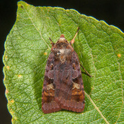 Rødfrynset teglfly (Diarsia brunnea)