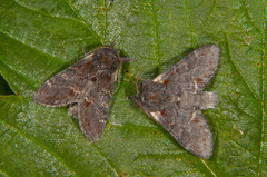 Iron Prominent (Notodonta dromedarius)