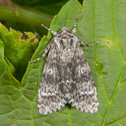 Ospekveldfly (Acronicta megacephala)